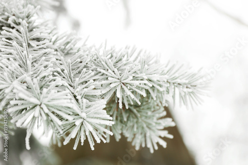Tree branches covered with rime, closeup