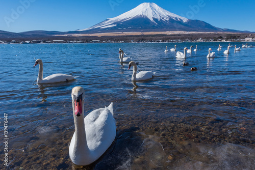 white swan in yamanaka lake photo