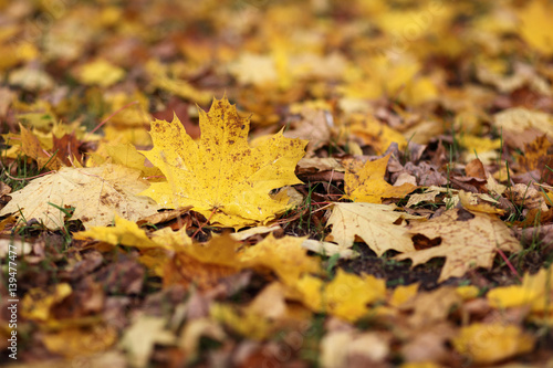 Autumn maple leaf