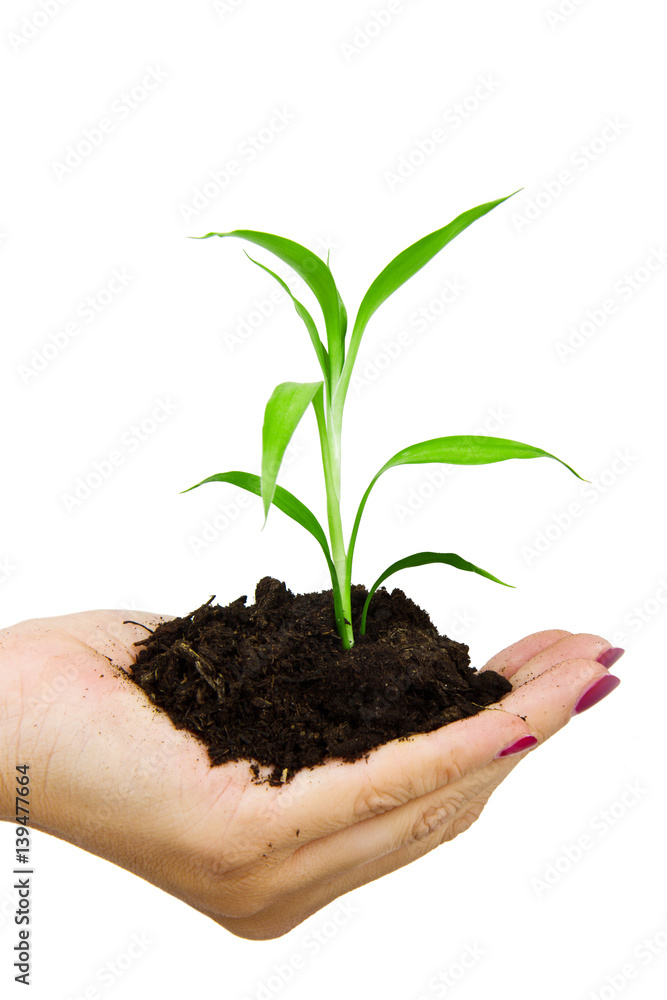 Hand and plant isolated on white background Hand and plant isolated on white background