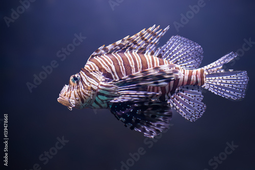 close up o lionfish, pterois volitans