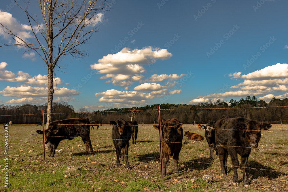 Calves in an early spring pasture Calves in an early spring pasture
