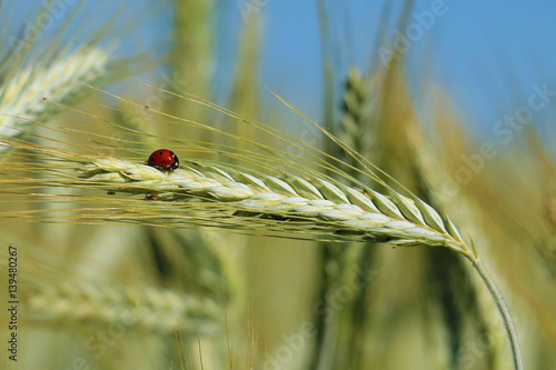little ladybug on a stalk of wheat in the field.