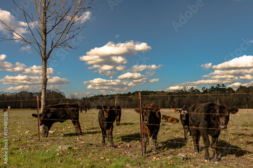 Calves in an early spring pasture photo