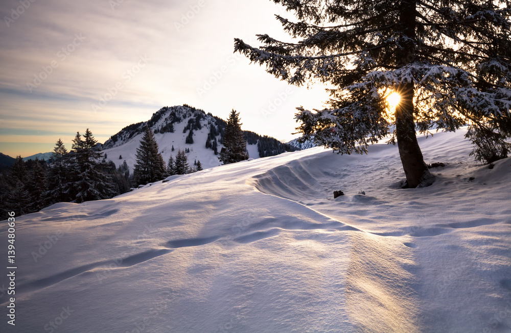 Naklejka premium sunlight through spruce tree in Alps
