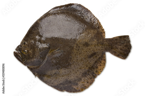 Turbot fish photo