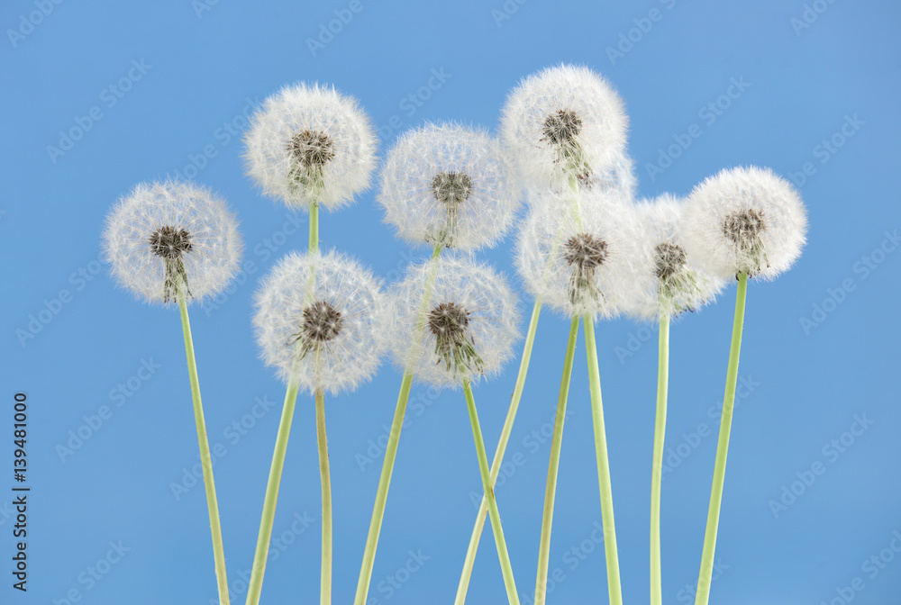 Obraz premium Dandelion flower on blue color background, object on blank space backdrop, nature and spring season concept.