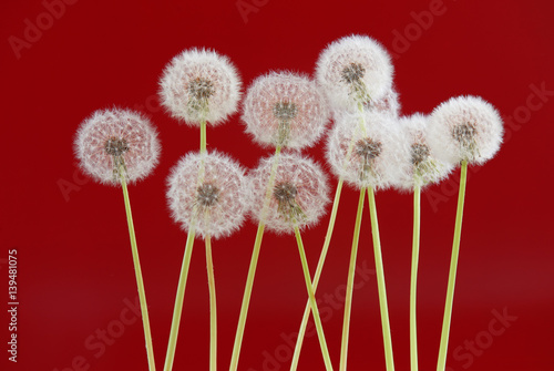 Dandelion flower on red color background, object on blank space backdrop, nature and spring season concept.