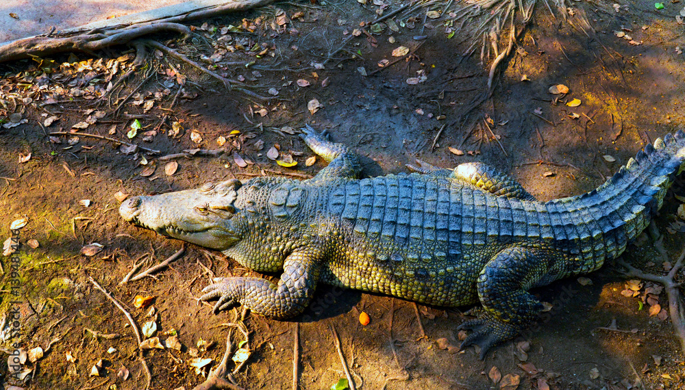Crocodile Crocodile