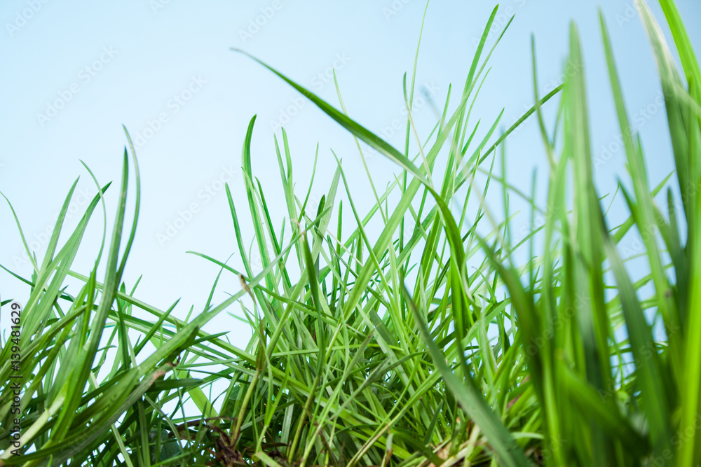 leaf grass on a blue background leaf grass on a blue background