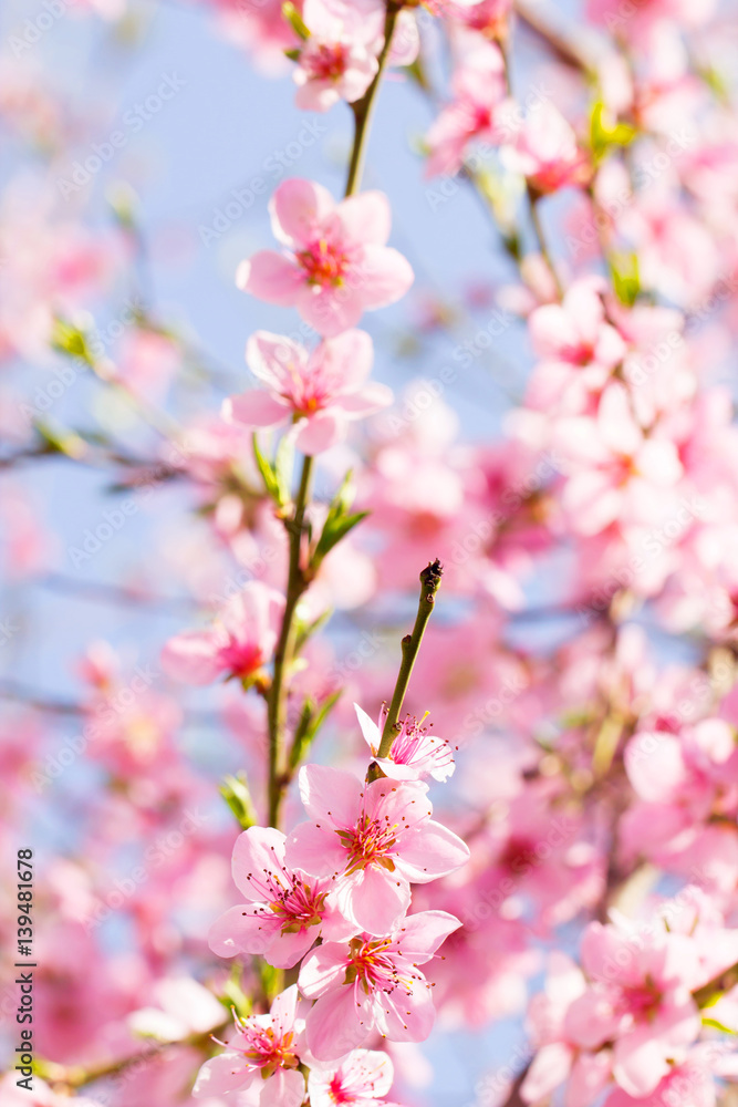 Pink flower spring blossom on a beautiful cherry tree branch on a sky background full of bright sunlight Pink flower spring blossom on a beautiful cherry tree branch on a sky background full of bright sunlight