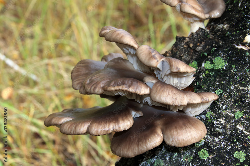 Oyster (Pleurotus sp.) mushrooms on a silver birch in the September forest Oyster (Pleurotus sp.) mushrooms on a silver birch in the September forest