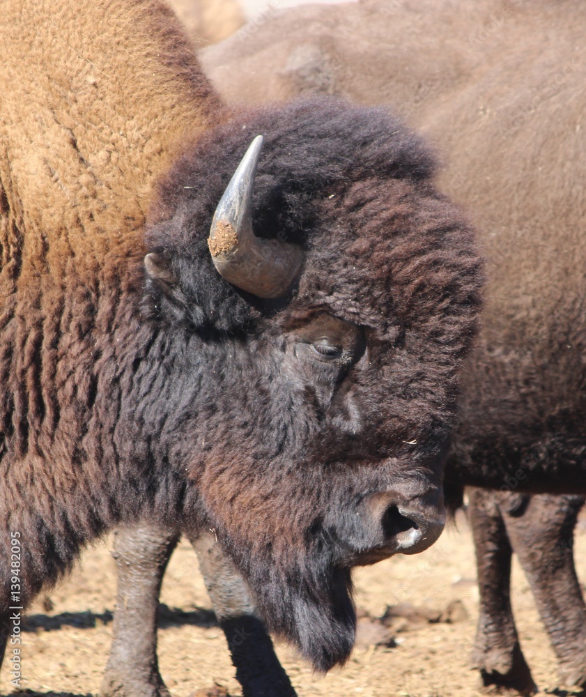 Portrait of an American Bison on the Wyoming-Colorado Border Portrait of an American Bison on the Wyoming-Colorado Border