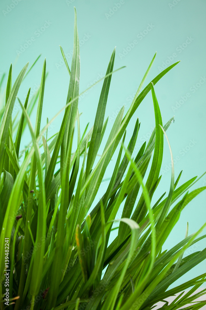 great detail leaf grass on a green background great detail leaf grass on a green background