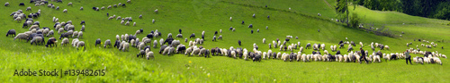 sheep Carpathians