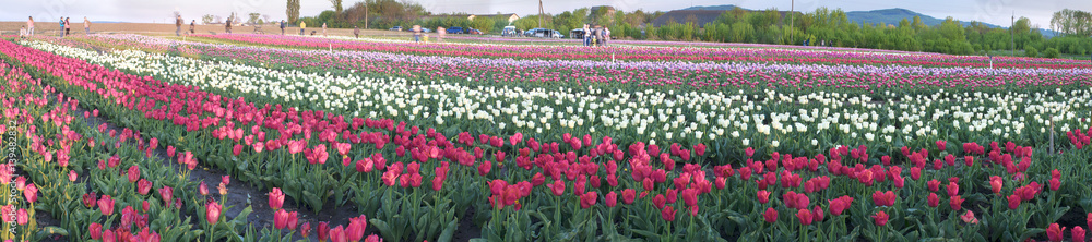 Field of tulips in Chernivtsi