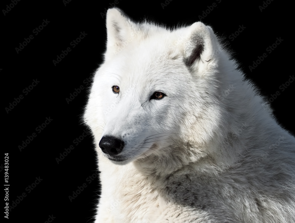 White wolf laying  close-up isolated at black