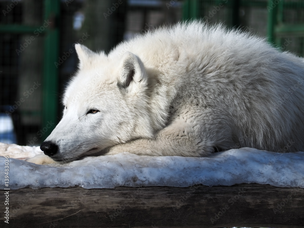 White wolf laying and thinking at the snow