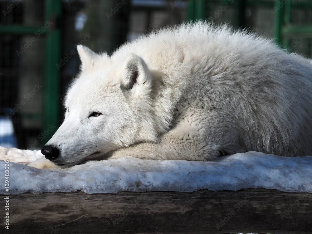 White wolf laying and thinking at the snow White wolf laying and thinking at the snow