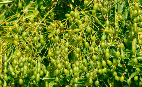 Close-up many bright yellow-green beans on Sophora japonica tree. photo