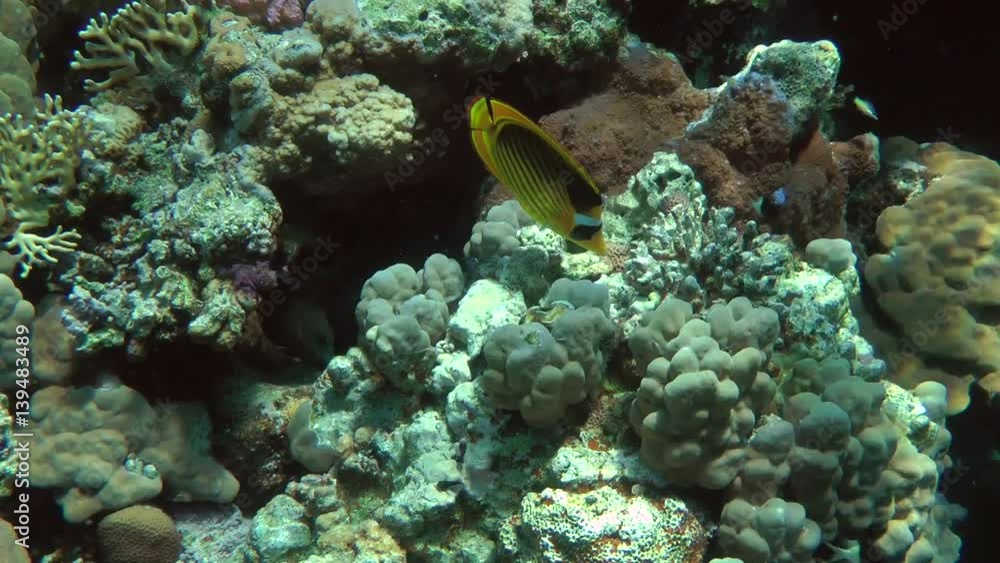 Diagonal butterflyfish (Chaetodon fasciatus) is looking for food among soft corals, wide shot.
Diagonal butterflyfish (Chaetodon fasciatus) is looking for food among soft corals, wide shot.