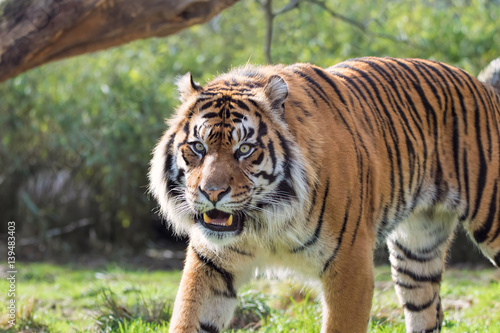 Sumatran Tiger Hunting In Grassland.