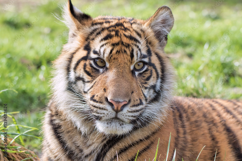Sumatran Tiger Cub Laying In Grassland Sumatran Tiger Cub Laying In Grassland