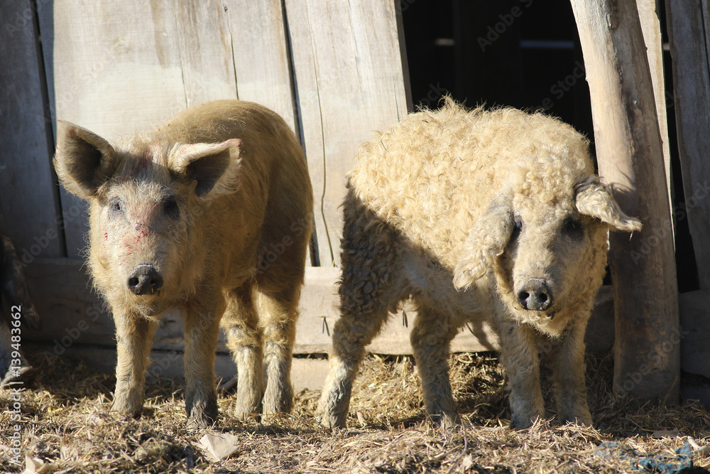 Mangalica a Hungarian breed of domestic pig Mangalica a Hungarian breed of domestic pig