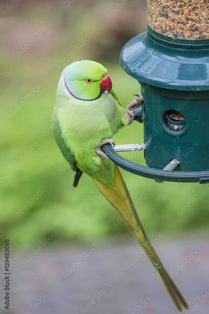 Fototapeta premium Rose-Ringed Parakeet on bird feeder (Psittacula Krameri)