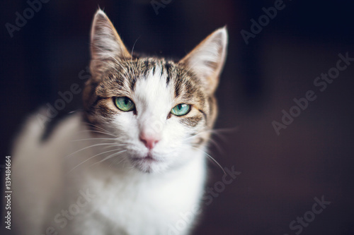 Cat at home © Tatyana Gladskih