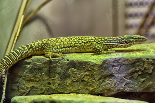 Green lizard photo