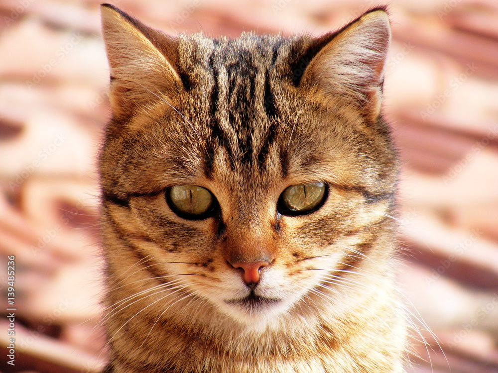 Cat pictures, cat eyes, the most beautiful cat eye photos, cute cat, innocent look pets
Cat pictures, cat eyes, the most beautiful cat eye photos, cute cat, innocent look pets