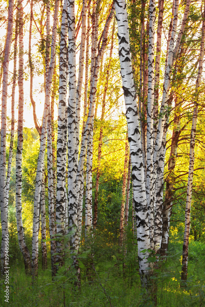 Obraz premium summer in sunny birch forest