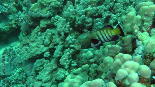 Peacock hind (Cephalopholis argus) against a background of a coral reef, wide shot.
 photo