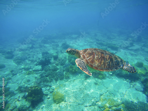 Sea turtle in turquoise blue water. Snorkeling or diving with tortoise