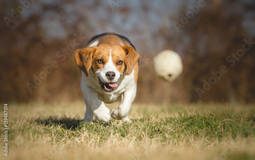 Beagle dog chasing a ball