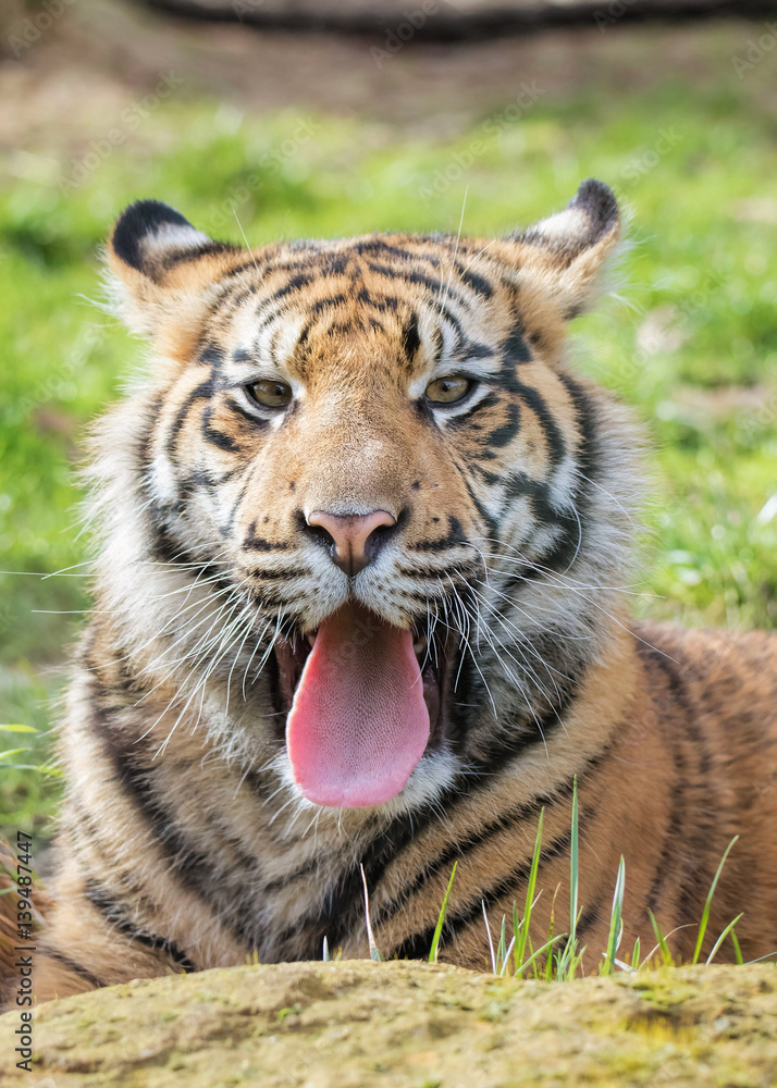 Obraz premium Sumatran Tiger Cub Sticking Tongue Out
