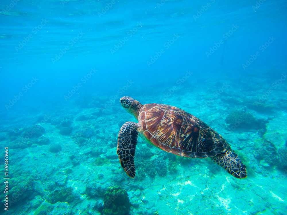 Fototapeta premium Green turtle swimming in Hawaiian seawater. Sea turtle in wild nature.