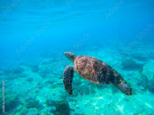 Green turtle swimming in Hawaiian seawater. Sea turtle in wild nature.