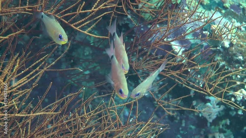 A flock of Orangelined cardinalfish (Archamia fucata) among the branches of the gorgonian coral, medium shot.
 photo