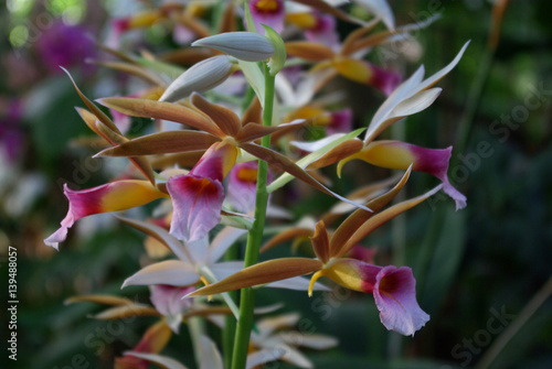 Orchidée cuivrée à cœur jaune et violet