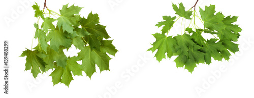 Set the branch with green summer leaves isolated