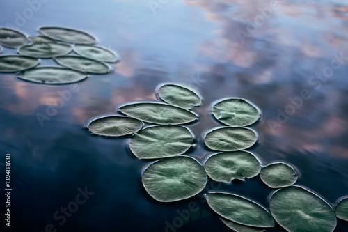 lily pads floating on the surface of a still lake
