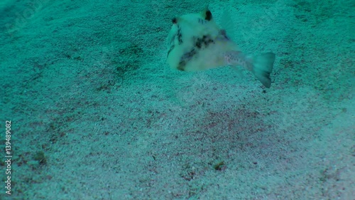 Humpback turretfish (Tetrosomus gibbosus) swims over the sandy bottom, medium shot.
 photo