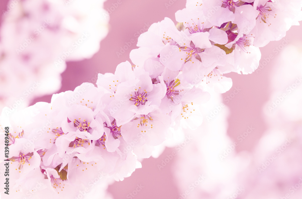 Fototapeta premium Blooming sacura or cherry tree