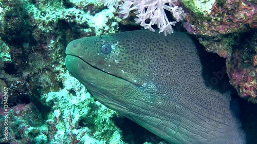 The head of the Giant moray (Gymnothorax javanicus) protrudes from the hole, medium shot.
 photo