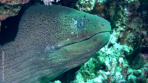 The head of the Giant moray (Gymnothorax javanicus) protrudes from the hole, medium shot.
 photo