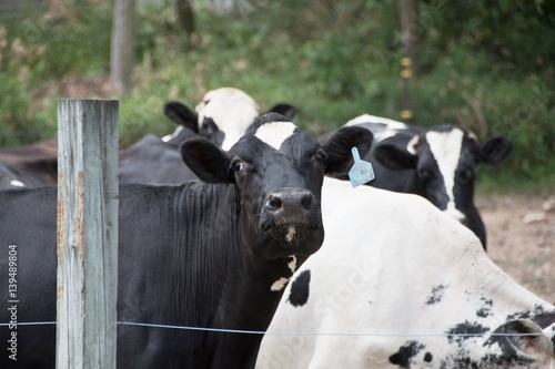 Cows at Fence