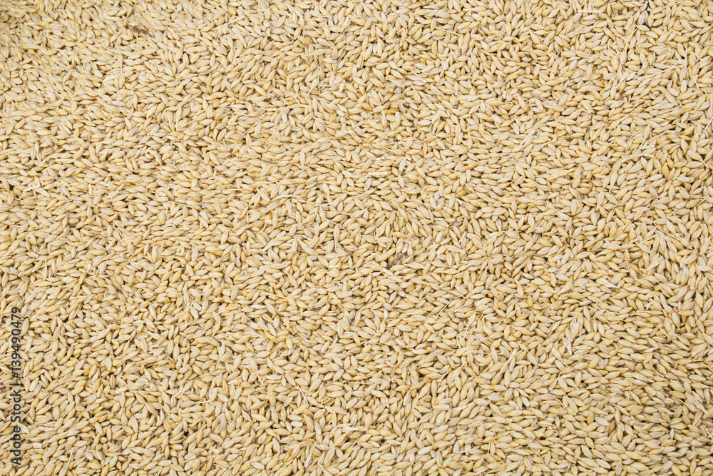Wheat Grain Texture or Background Wheat Grain Texture or Background