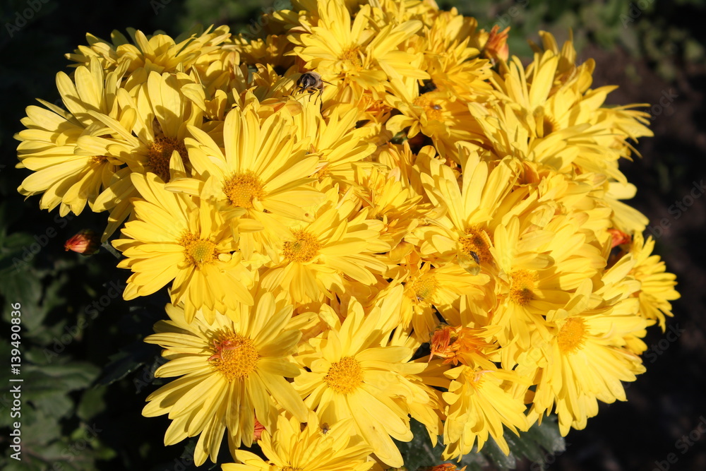 Yellow chrysanthemums. Yellow garden flowers Yellow chrysanthemums. Yellow garden flowers